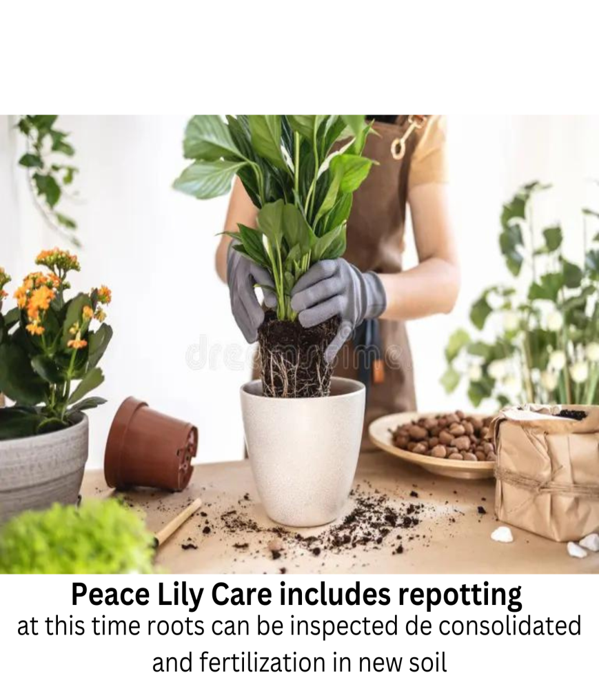 Peace Lily Care includes repotting.png