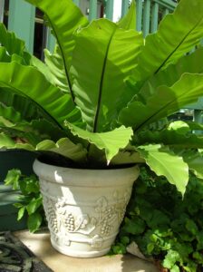 Medium Bird's Nest Fern in a Large White Decorative Pot