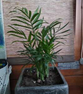 Parlor Palm in a Large Decorative Pot