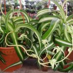 Group of Bonnie Spider plants