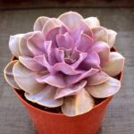 a purple Echeveria_'Serena' displayed in a 1" container