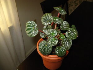 Small Peperomia Plant in clay pot