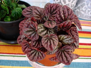 Small Red Peperomia Plant