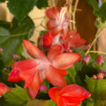 imAGE OF THE FLOWER OF A RED CHRISTMAS CACTUS PLANT
