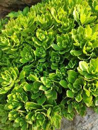 Sedum (Stonecrop) in an outdoor setting