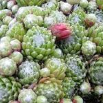 a number of Sempervivum (Hens and Chicks) in a garden setting