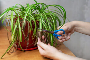 Pruning a Spider Plant in a 6" brown Container