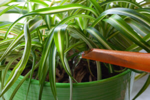 Closeup of Watering a Spider Plant