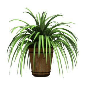 Large Spider PLant in a Rustic Style Container