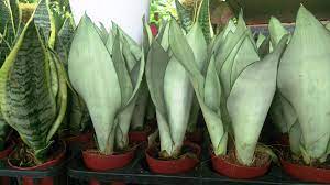 a group of moonlight snake plant