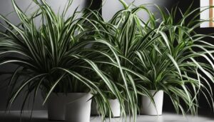 varied sizes of spider plants for low light