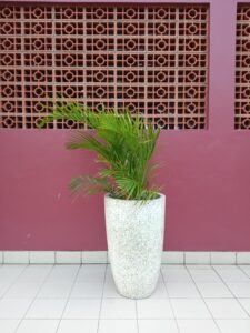 Cat Palm in a large White Put standing alone in a hallway