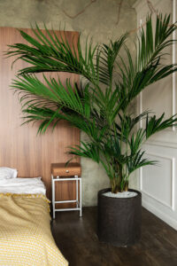 A large Cat Palm in the corner in a lage brown pot