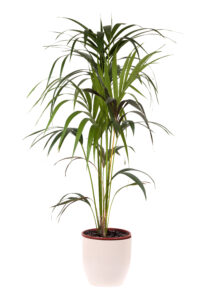 Tall Kentia Palm in a large white pot