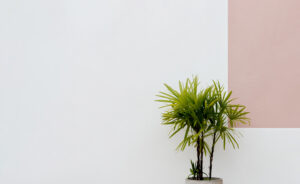 Lady Palm(Rhapis excelsa) in large white pot
