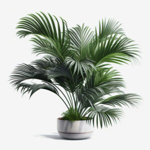 an amazing Majesty Palm (Ravenea rivularis) in a white pot