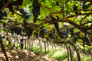 grapevines in a structured trellis 