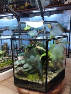 a traditional terrarium garden at The Landscape Connection