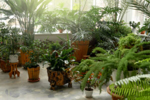 beautiful Variety of indoor palms & Ferns