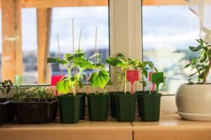 an organized set of indoor plants on display