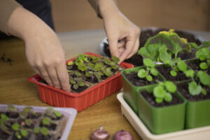 starting and developing an indoor garden as we transfer into growing containers