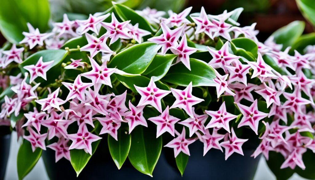 hoya varieties