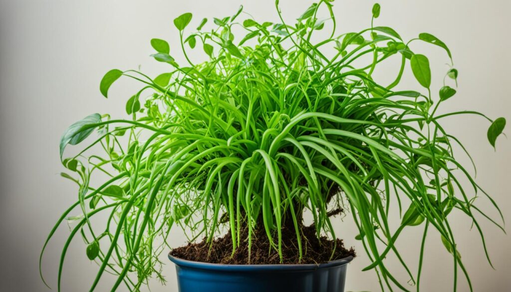 signs your plant needs repotting