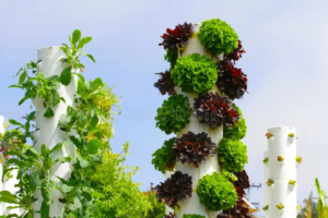 Read more about the article Reaching New Heights: The art & science behind verticle gardening