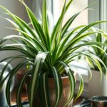 Spider Plant Care: A Guide to Your Lush Companion