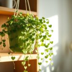 String of Hearts, The Delicate, Trailing Plant That’s Perfect for Small Spaces