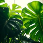 Monstera Care: Get Big, Lush Leaves!